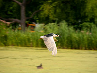 Night Heron in Central Park