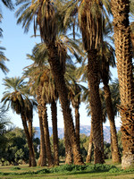 Palm tree grove in Furnace Creek Oasis.